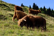 Montagna brembana 2014 - Scatti scelti - FOTOGALLERY